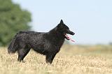 SCHIPPERKE 137